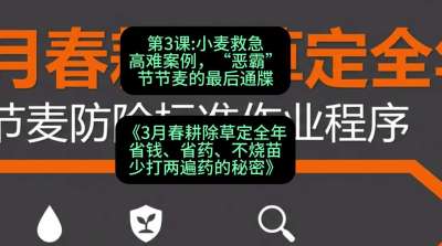 第3节：小麦救急高难案例，&ldquo;恶霸&rdquo;节节麦的最后通牒，课程：《3月春耕除草定全年：省钱、省药、不烧苗、少打两遍药的秘密》