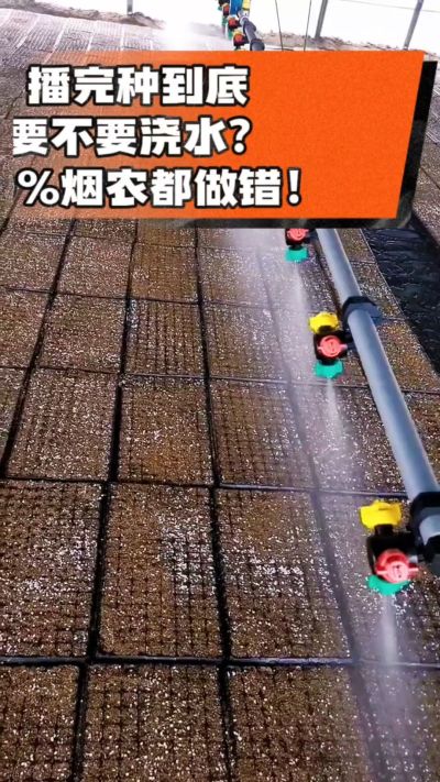 烤烟播完种一定要浇透底水，喷雾慢浇、别大水冲，盘底漏水才算到位，出苗又齐又壮！#烤烟育苗 #烤烟种植 #烟农干货 #育苗技术
