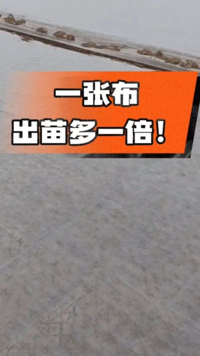 烤烟育苗盖无纺布，保温保湿出苗齐，不烂种、出苗快，烟农必备小技巧！