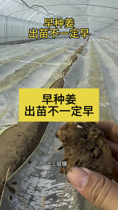 早种姜，出苗不一定早！