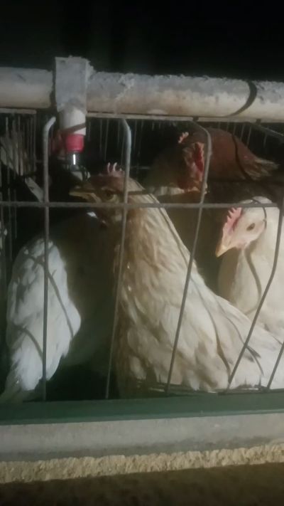 这鸡群在怪叫，怪叫的原因是痰化黏着，形成的比呼噜更重的一种呼吸道。其病因为肺中有热，热灼而痰黏，从而引起的怪叫。