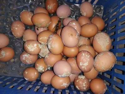 蛋禽出现肠炎拉稀，粪蛋偏多的原因