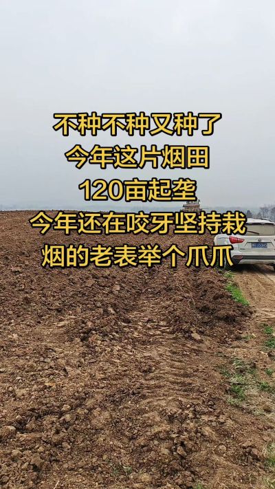 不种不种又种啦，还在咬牙坚持栽烟的老表集合啦！