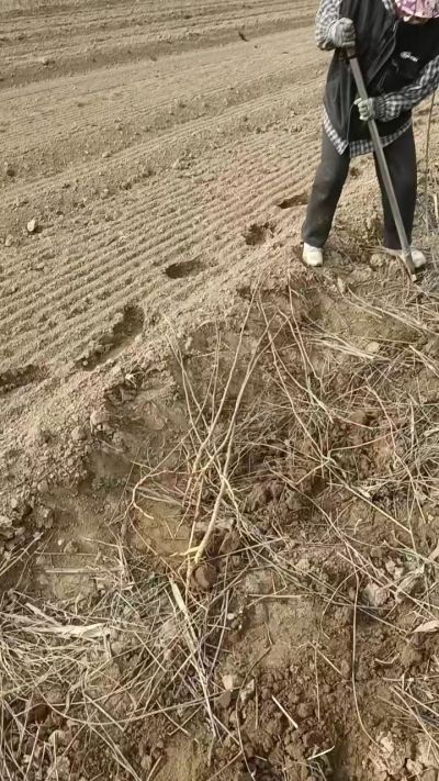 臭椿苗，一年籽播苗，地径0.5/1公分以上。需要联系18534302961