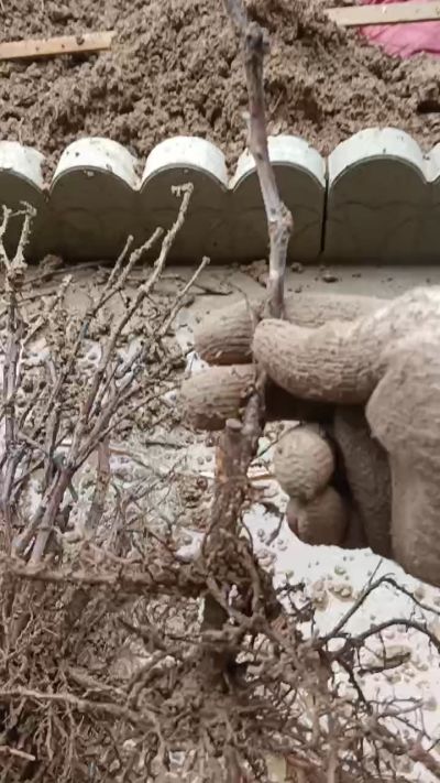 巨峰葡萄苗，一年扦插苗，需要联系我18534302961