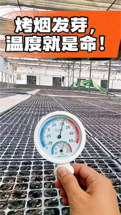 老烟农都懂：发芽温度不对，后期再管都白费！