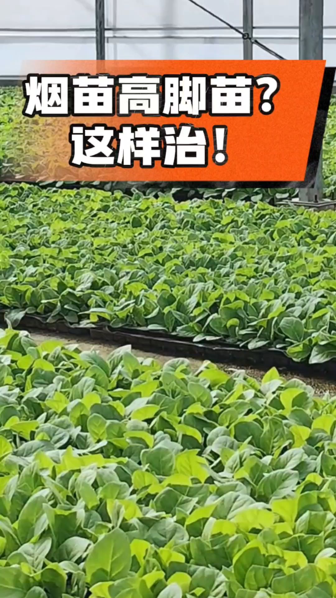 烤烟齐苗期管理关键：精准控温，防高脚苗，培育壮苗好上手！