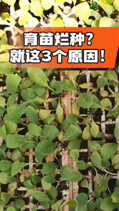 烤烟育苗烂种？3个原因讲清楚！消毒、控水、控温，做到就苗齐苗壮🔥
#烤烟育苗 #烤烟种植 #烂种防治 #烟农
