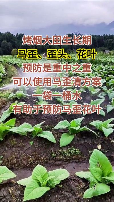 烤烟大田生长期，马歪歪头花叶预防是重中之重，可以使用马歪清方案，一袋一桶水，有助于预防马歪花叶。
烤烟管理早做一步，后期少操心！#烤烟种植#烤烟管理#烤烟大田管理#烤烟病害防治